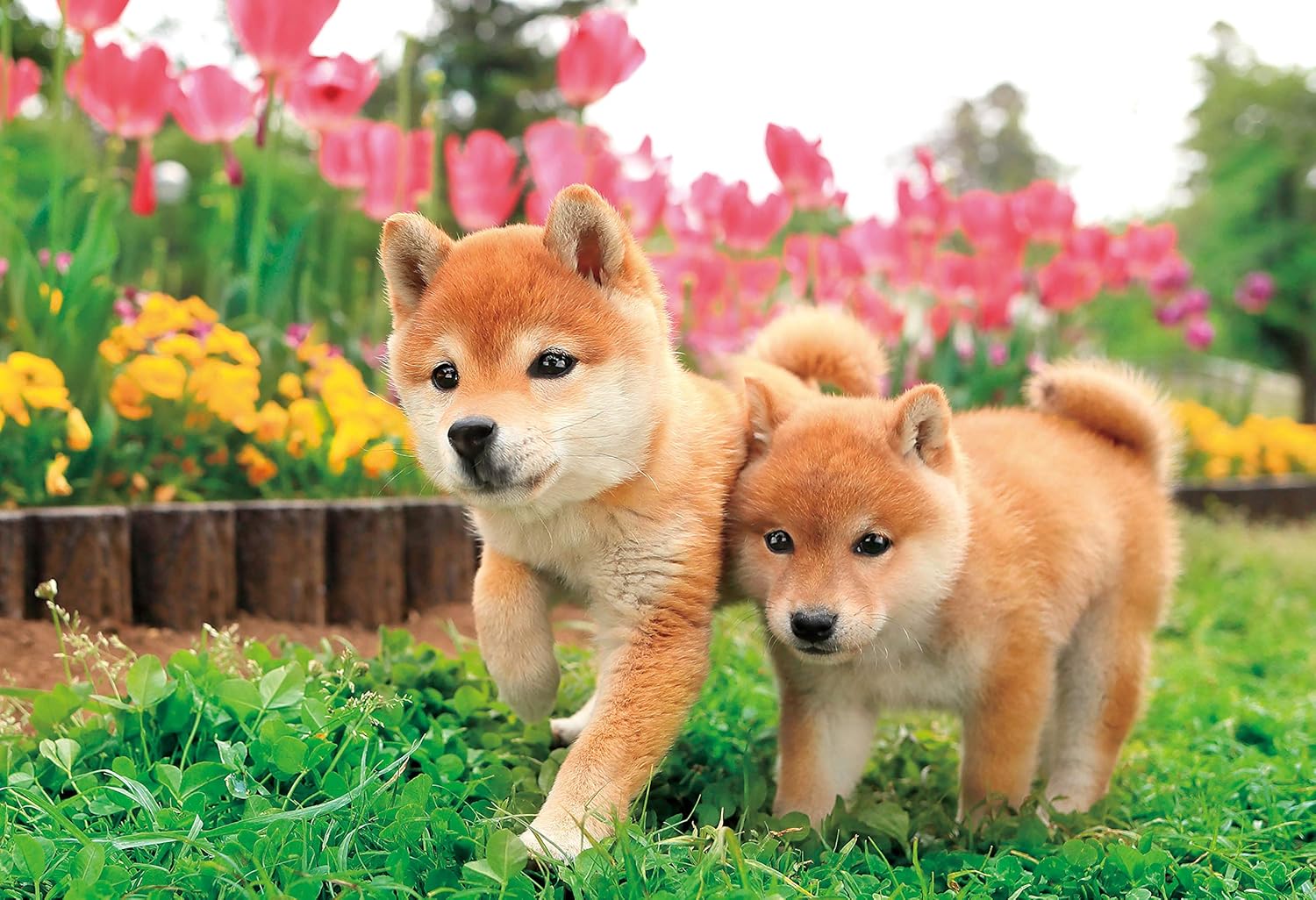 Epoch 25-184 Let's run together! Puzzle - BanzaiHobby