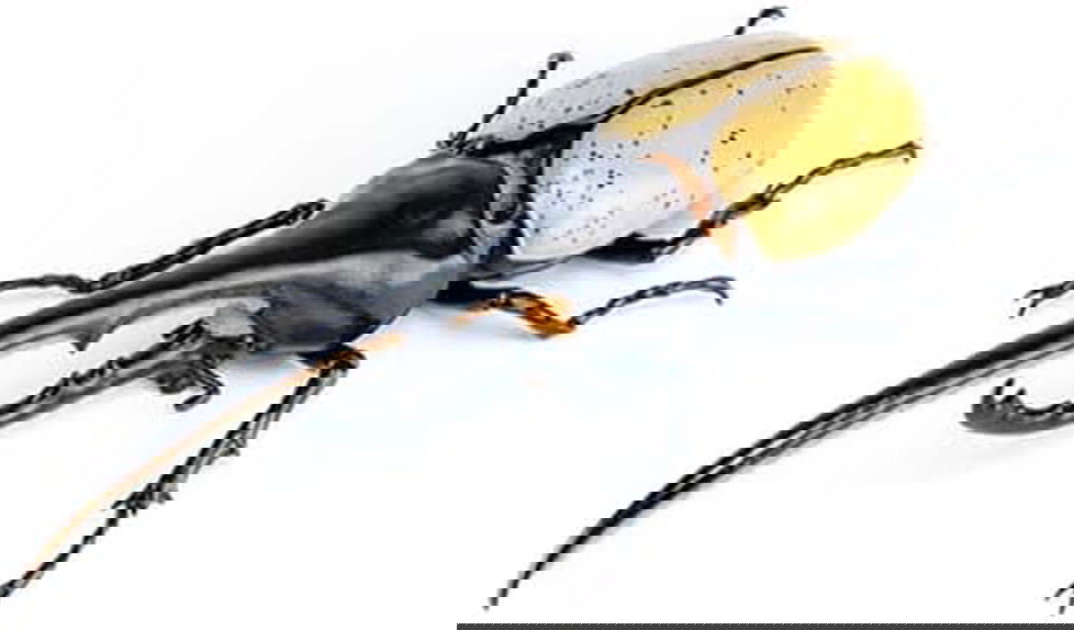 Fujimi Free Research Series No.26 EX-2 Ikimono Edition Hercules Gokabuto Morinaga Yo Commentary and Instruction Manual - BanzaiHobby