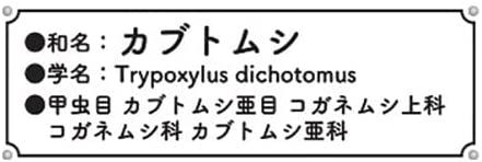 Fujimi Fujimi Model Free Research Series No. 21 Ikimono Edition Beetle - BanzaiHobby