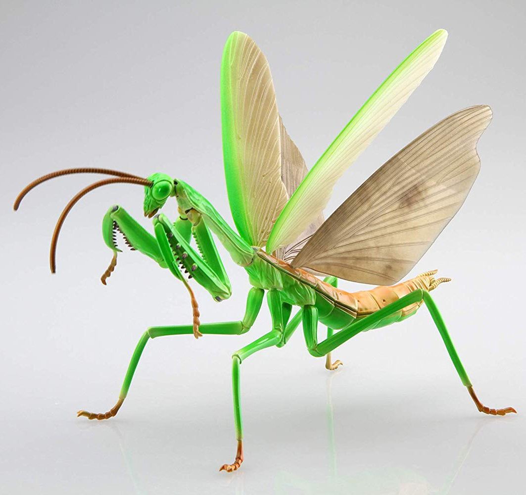 Fujimi Living Thing Arc: Tenodera Aridifolia (Japanese Giant Mantis) - BanzaiHobby