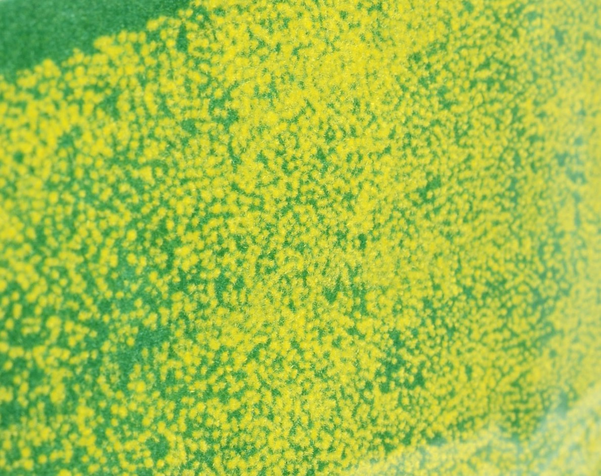 FS-07 Flower Garden & Paddy Series : Canola Garden (Field Sheet)