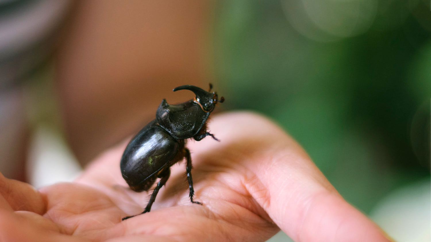 Bug Catching – A Beloved Japanese Summer Tradition