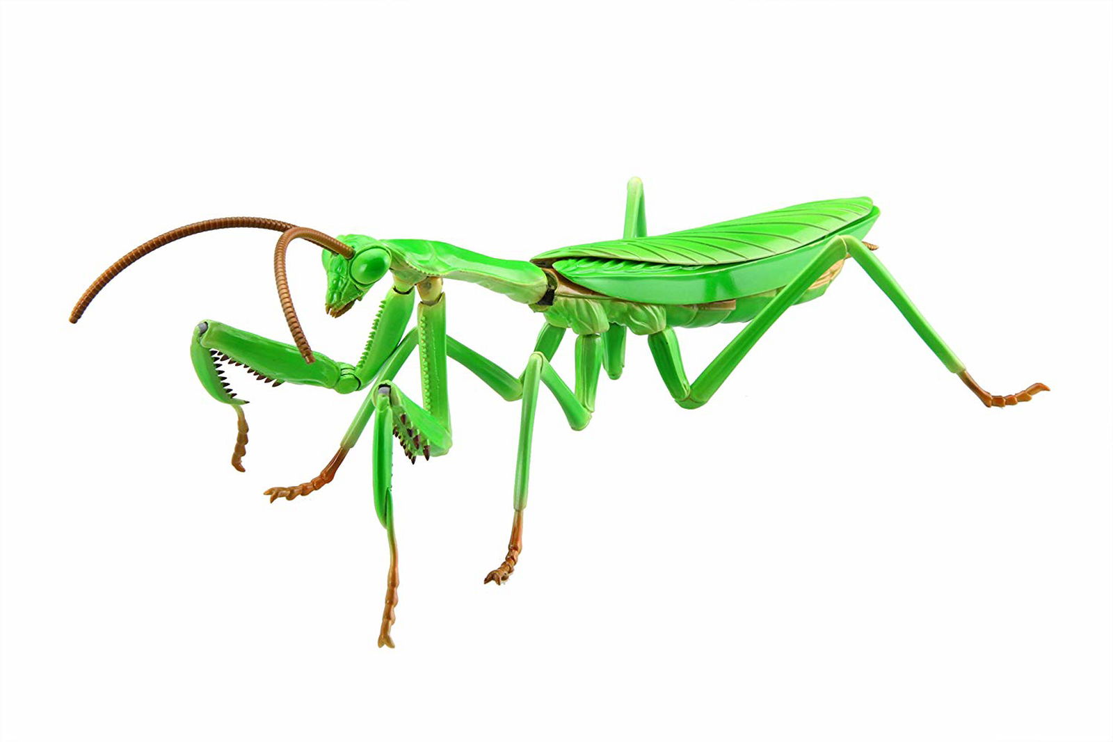 Fujimi Biology Edition Big Mantis - BanzaiHobby