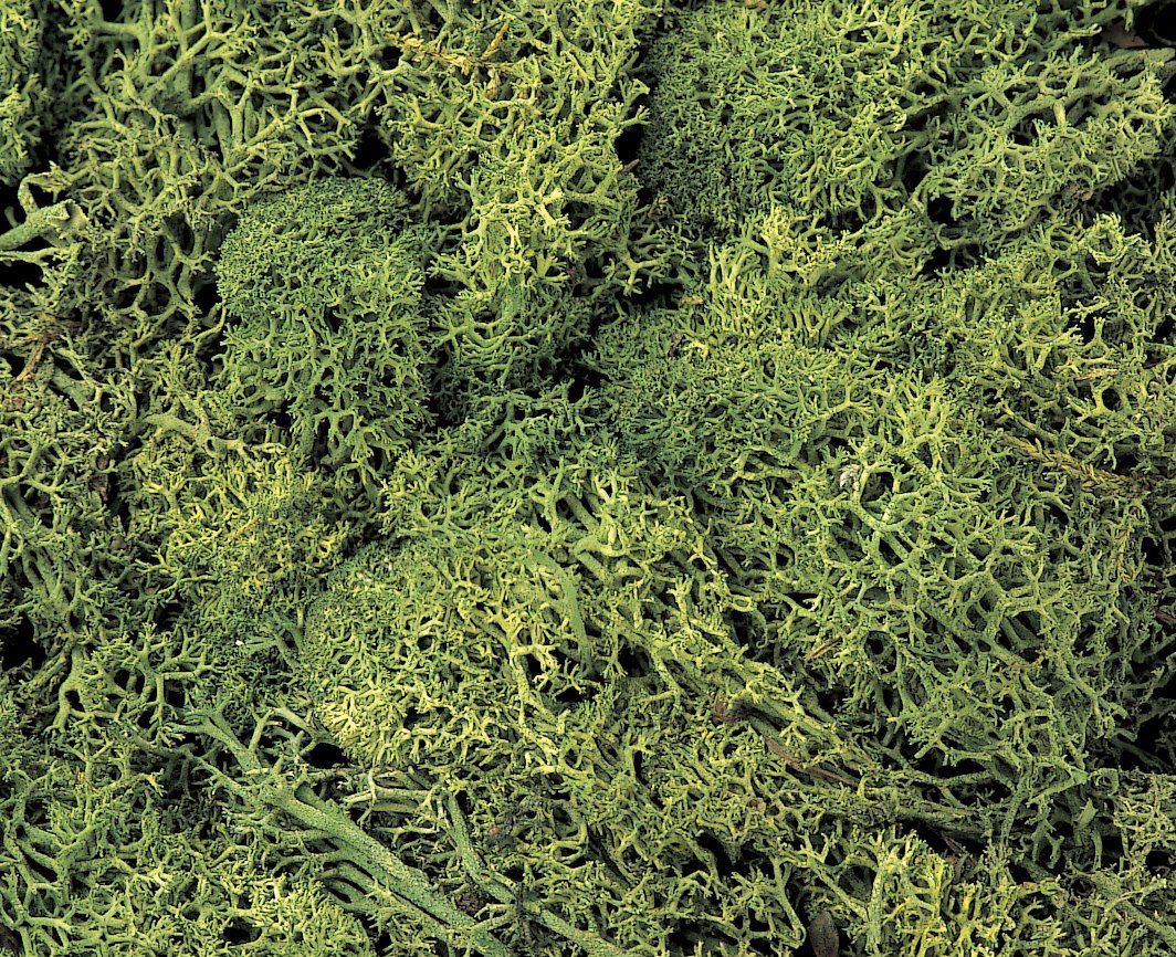 KATO 24-333 Lichen Medium Green - BanzaiHobby